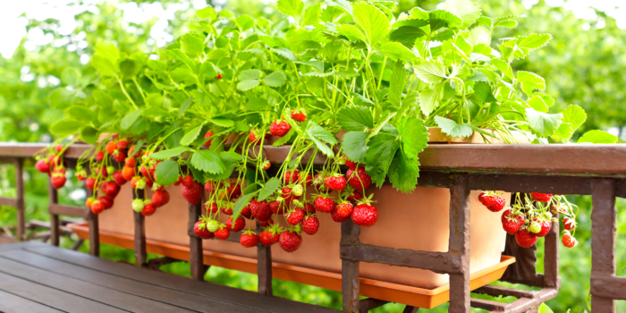 Jak pěstovat převislé jahody jednoduše a úspěšně