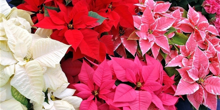 SOBOTA ADVENTNÍ – 22. 11. 2025